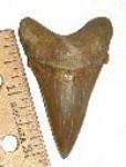 Angustidens Shark Tooth